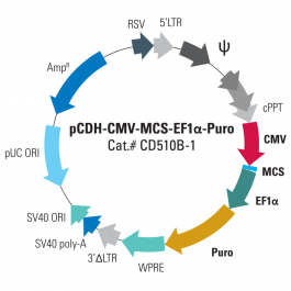pCDH-CMV-MCS-EF1-Puro cDNA Cloning and Expression Vector  by System Biosciences - CD510B-1 - Sanbio