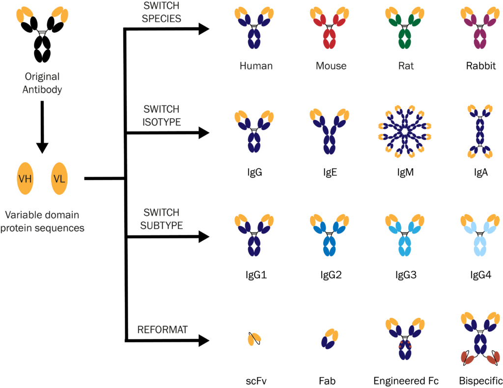 engineer any antibody into any format - Absolute Antibody