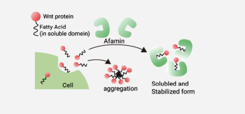 Afamin/Wnt3a