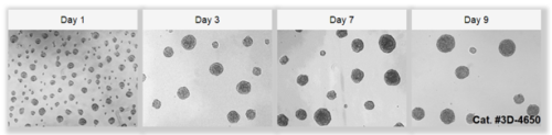 3D Cell Culture Primary Spheroids