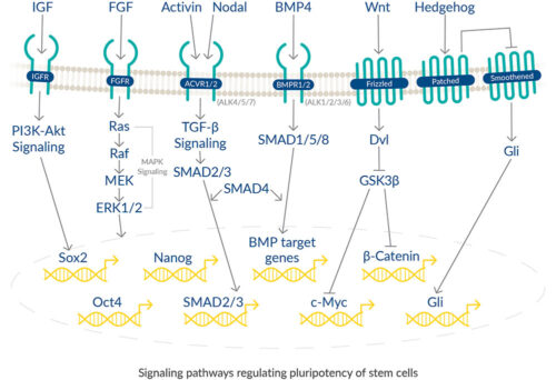 Signaling pathways stem cells