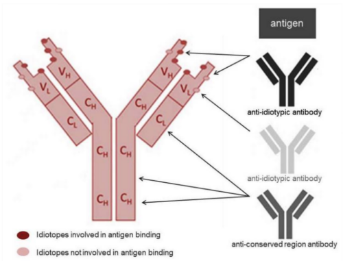 Anti idiotypic antibodies